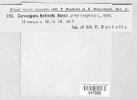 Cercospora beticola image